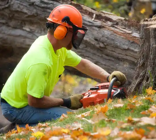 tree services Willowick